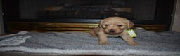 Golden Retriever dogs for sale: Kinzie - Ad 7