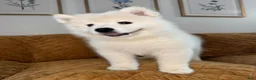 Samoyed dogs for sale: Mickey  - Ad 2
