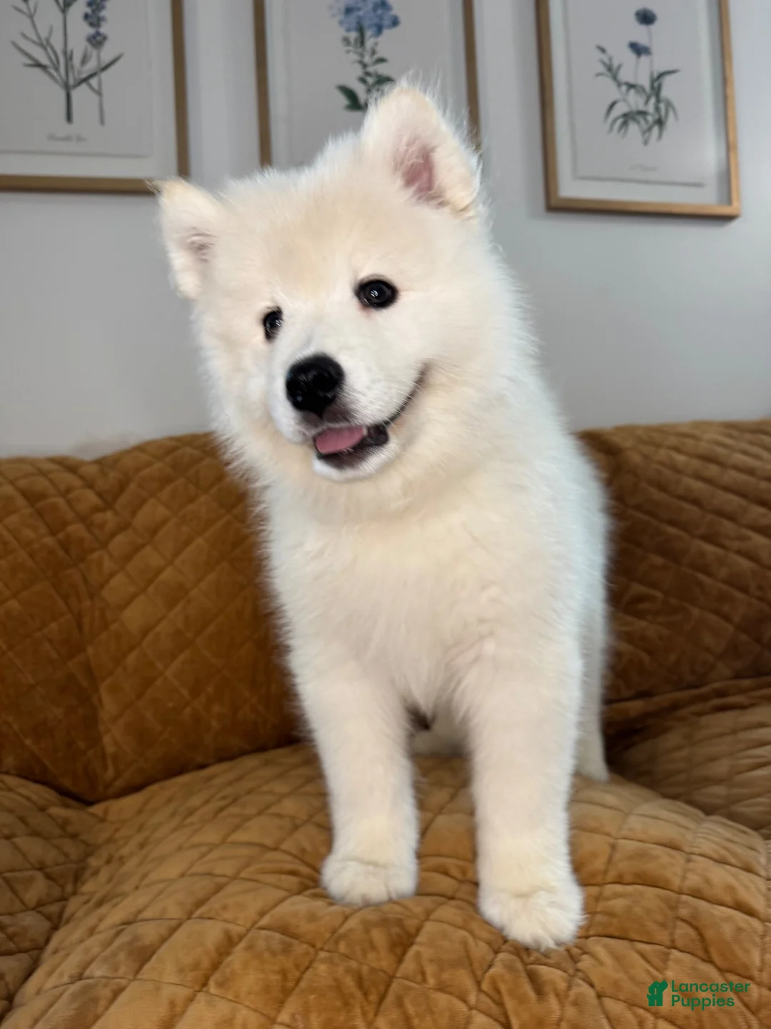 Samoyed dogs for sale: Mickey  - Ad 2