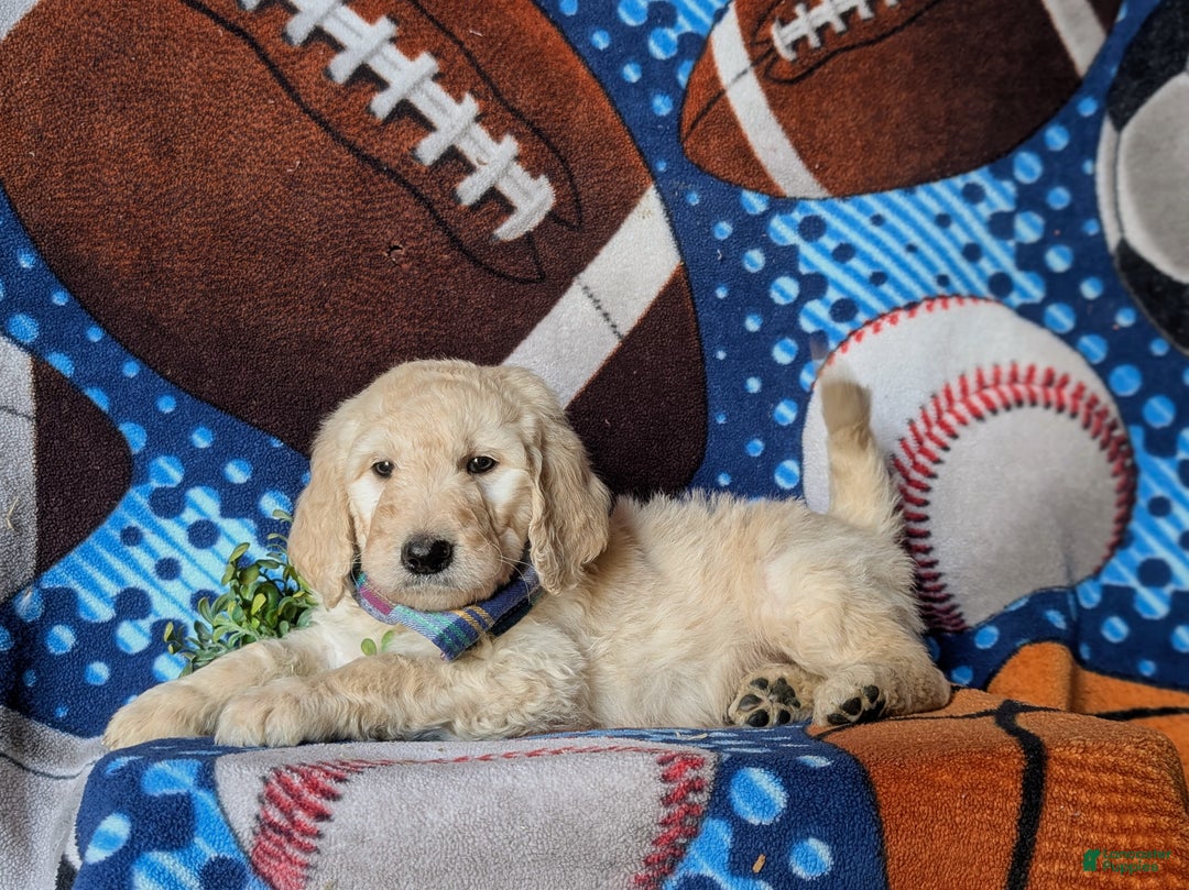 Goldendoodle dogs for sale: Dantel Standard size Hypoallergenic - Ad 5