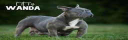 French Bulldog dogs for sale: Nyx - Ad 6