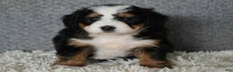 Mini Bernedoodle dogs for sale: Miley - Ad 4