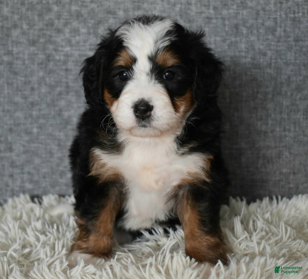 Mini Bernedoodle dogs for sale: Miley - Ad 4