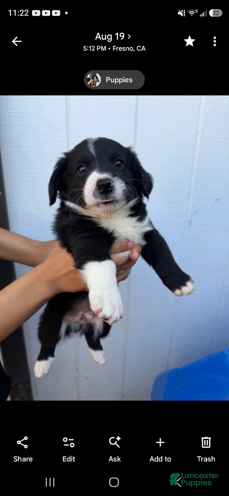 Mixed Breed dogs Mixed Breed 2 - Ad 22