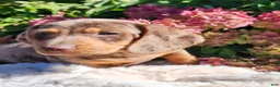 Miniature Dachshund dogs for sale: Murphy  - Ad 5