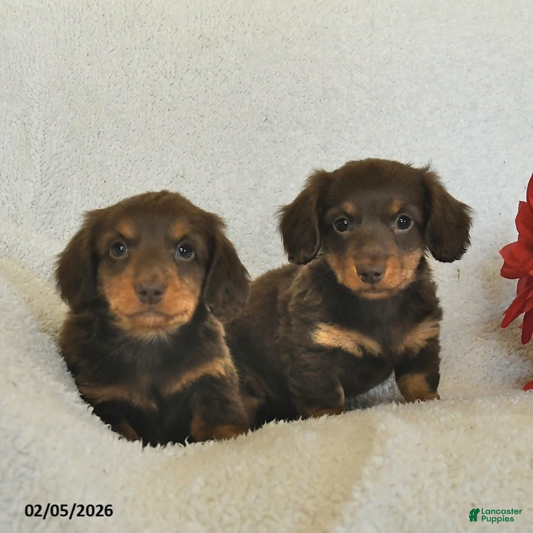 Miniature Dachshund dogs for sale: Ollie  - Ad 5