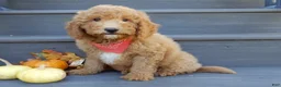 Mini Goldendoodle dogs for sale: Sammy - Ad 3