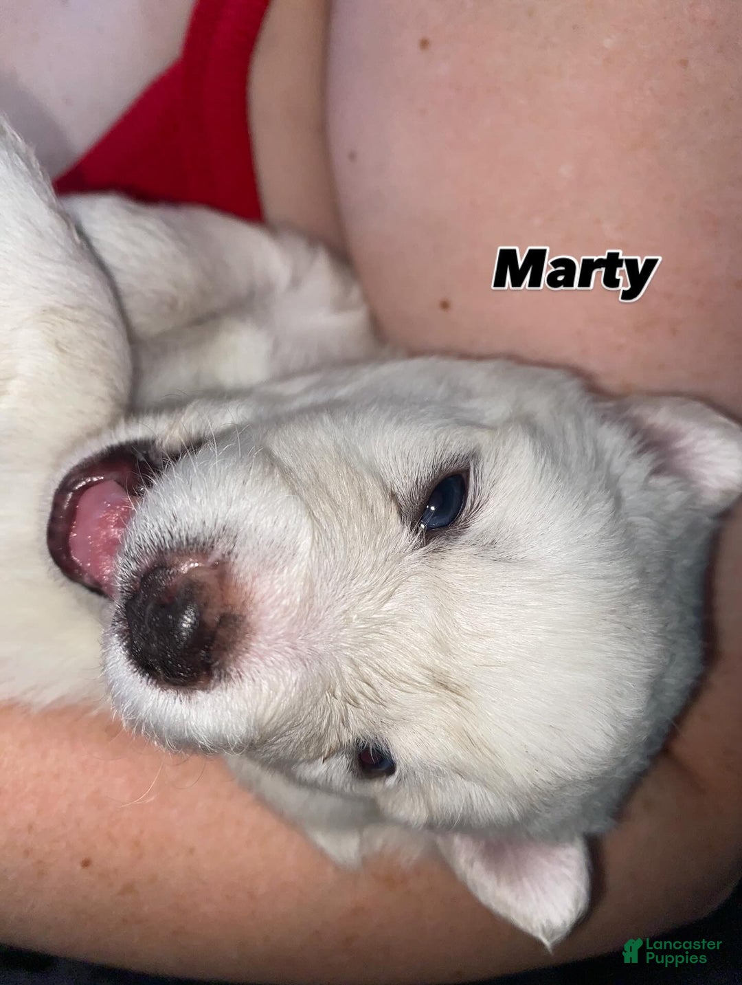 Pomsky dogs for sale: Marty - Ad 13