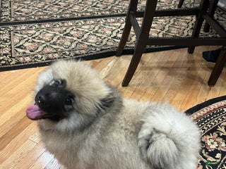 Keeshond dogs Buddy - Ad 8