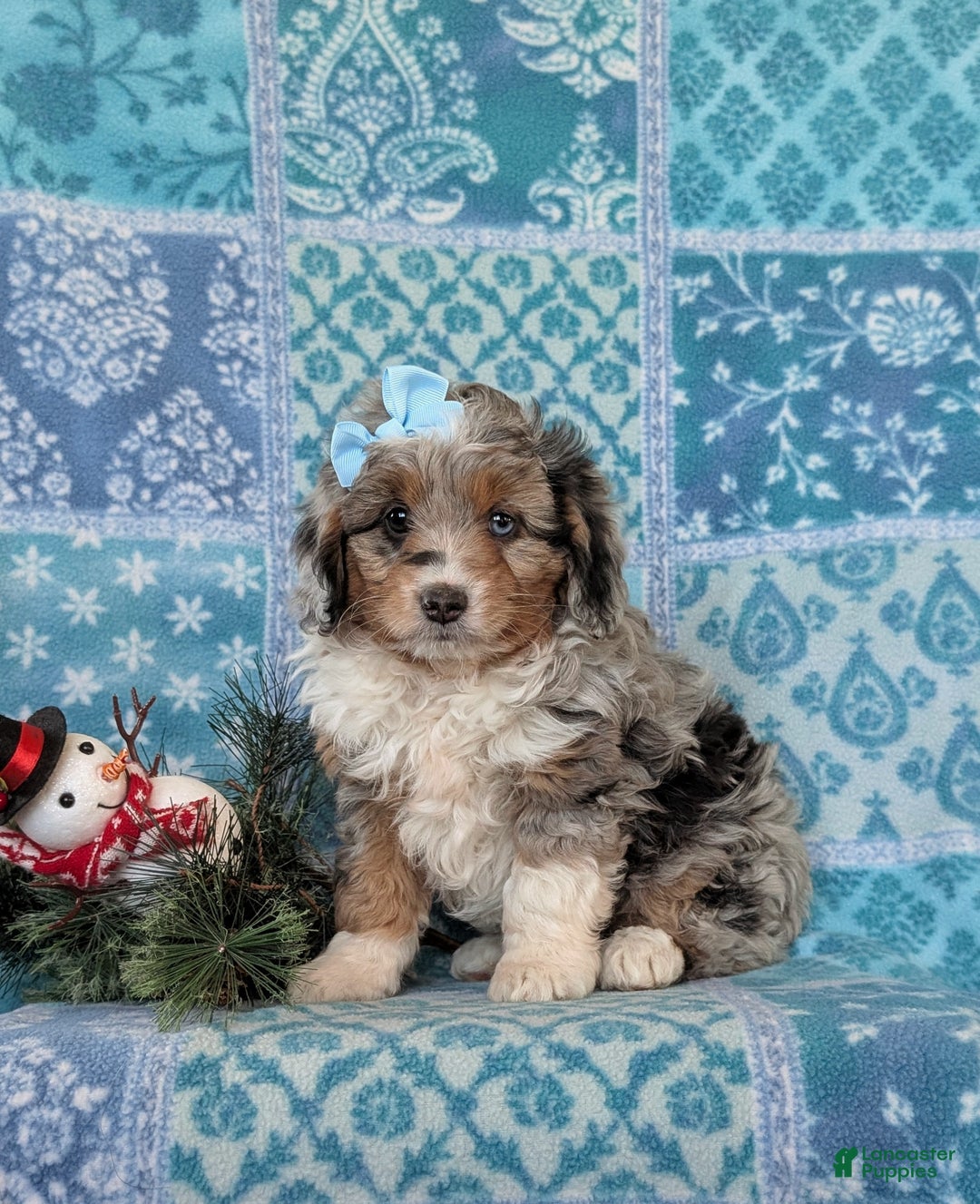 Mixed Breed dogs for sale: Brielle - Ad 4