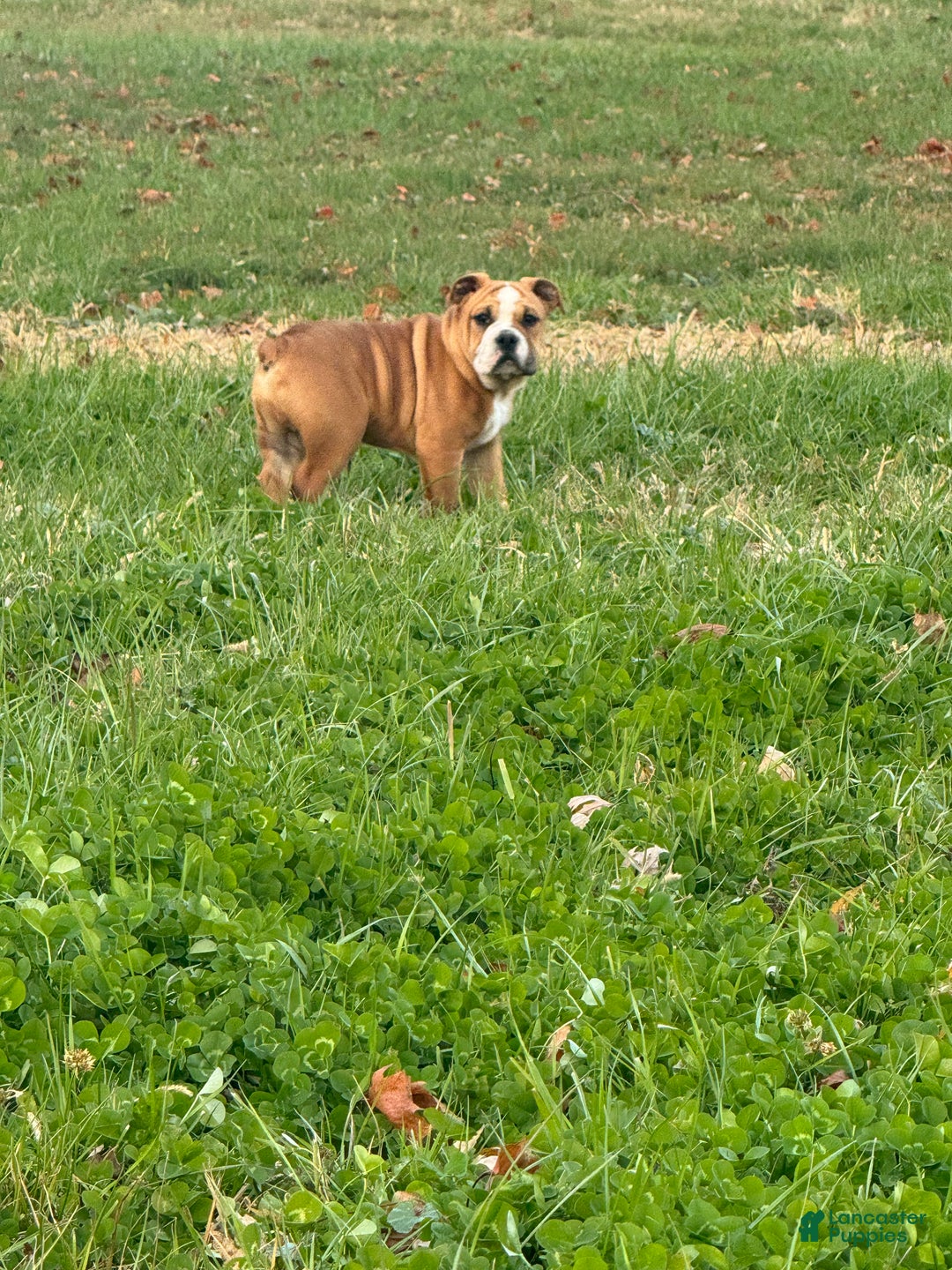 English Bulldog dogs for sale: Zeke - Ad 2