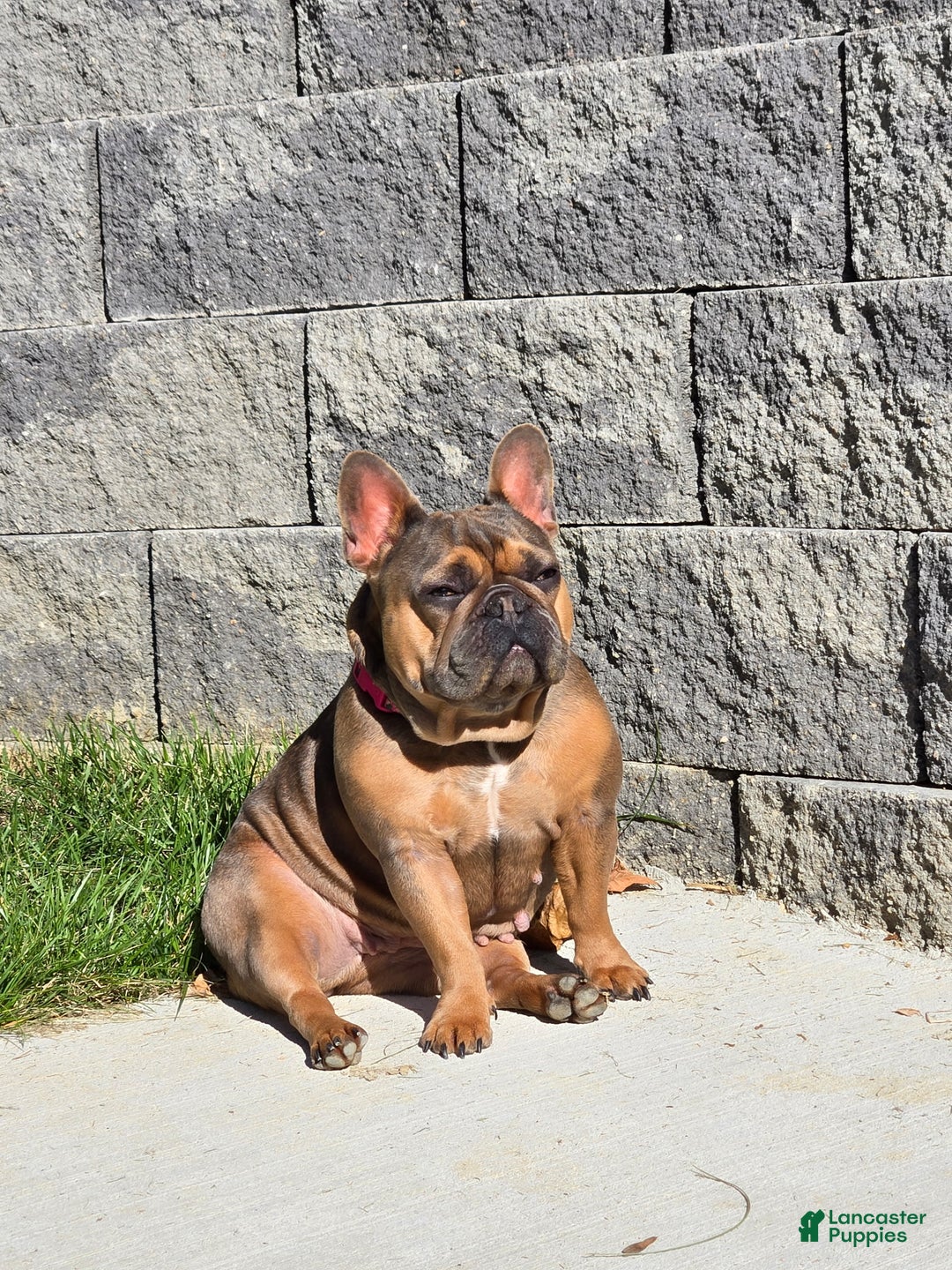 French Bulldog dogs for sale: French Bulldog Puppy 3 - Ad 4