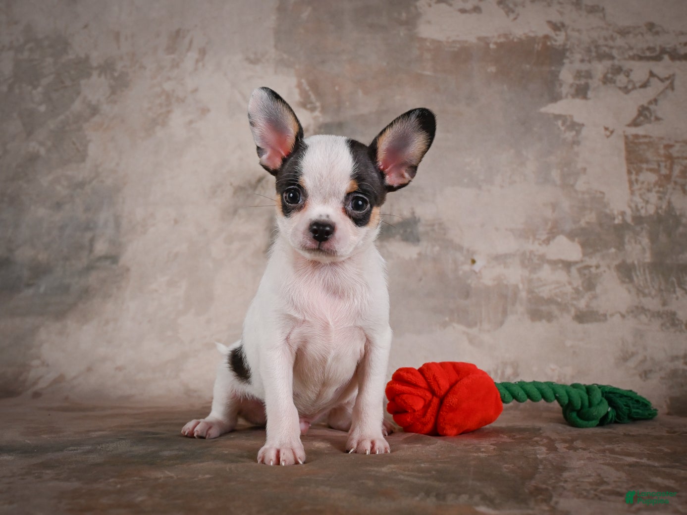 Chihuahua dogs Ernie - Ad 2