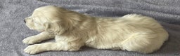 Golden Retriever dogs for sale: Gunner  - Ad 4