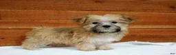 Morkie dogs for sale: Ranger - Ad 3