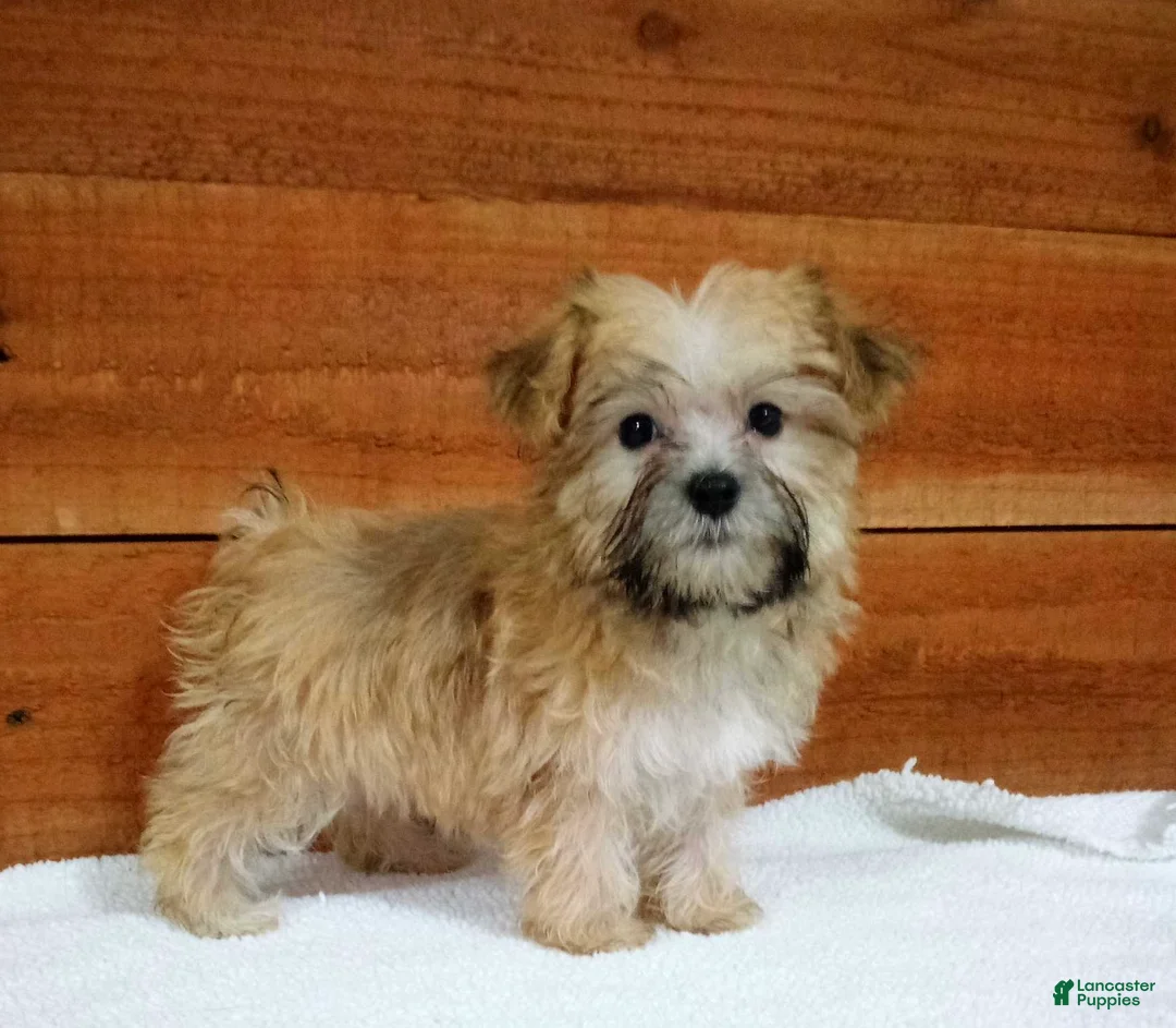Morkie dogs for sale: Ranger - Ad 3