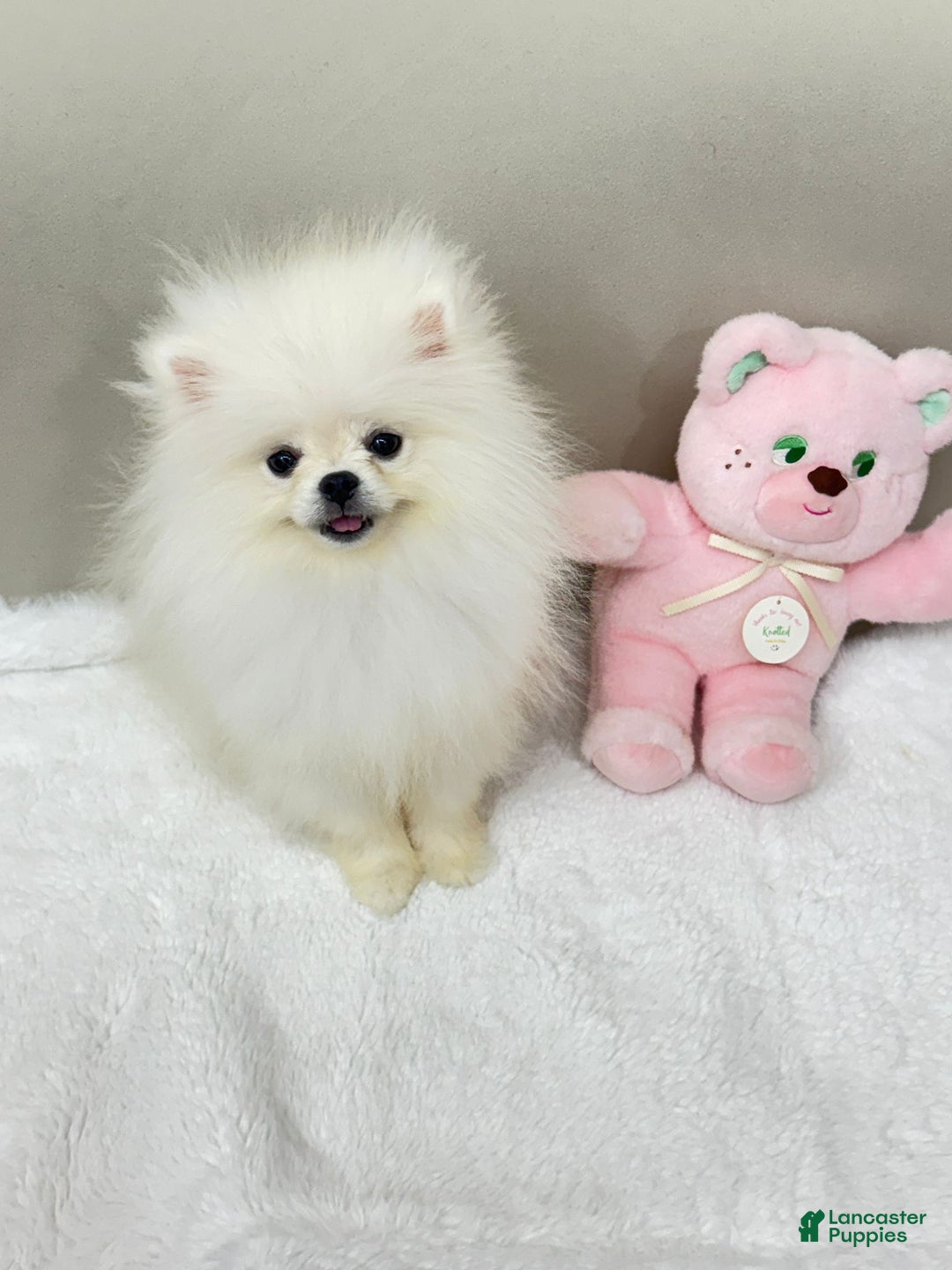 Pomeranian dogs for sale: Pomeranian Puppy 1 - Ad 1