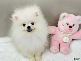 Pomeranian dogs Pomeranian Puppy 1 - Ad 37