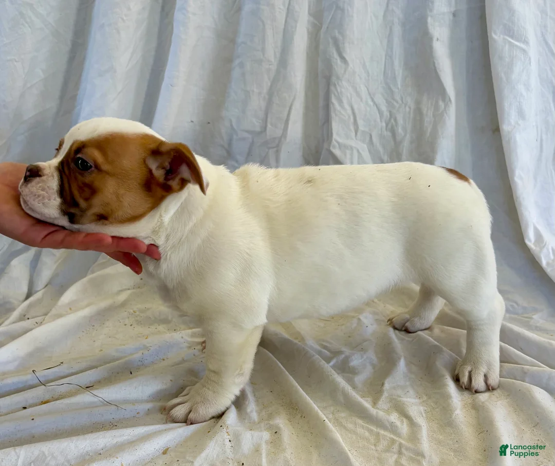 American Bulldog dogs for sale: American Bulldog Puppy 6 - Ad 2