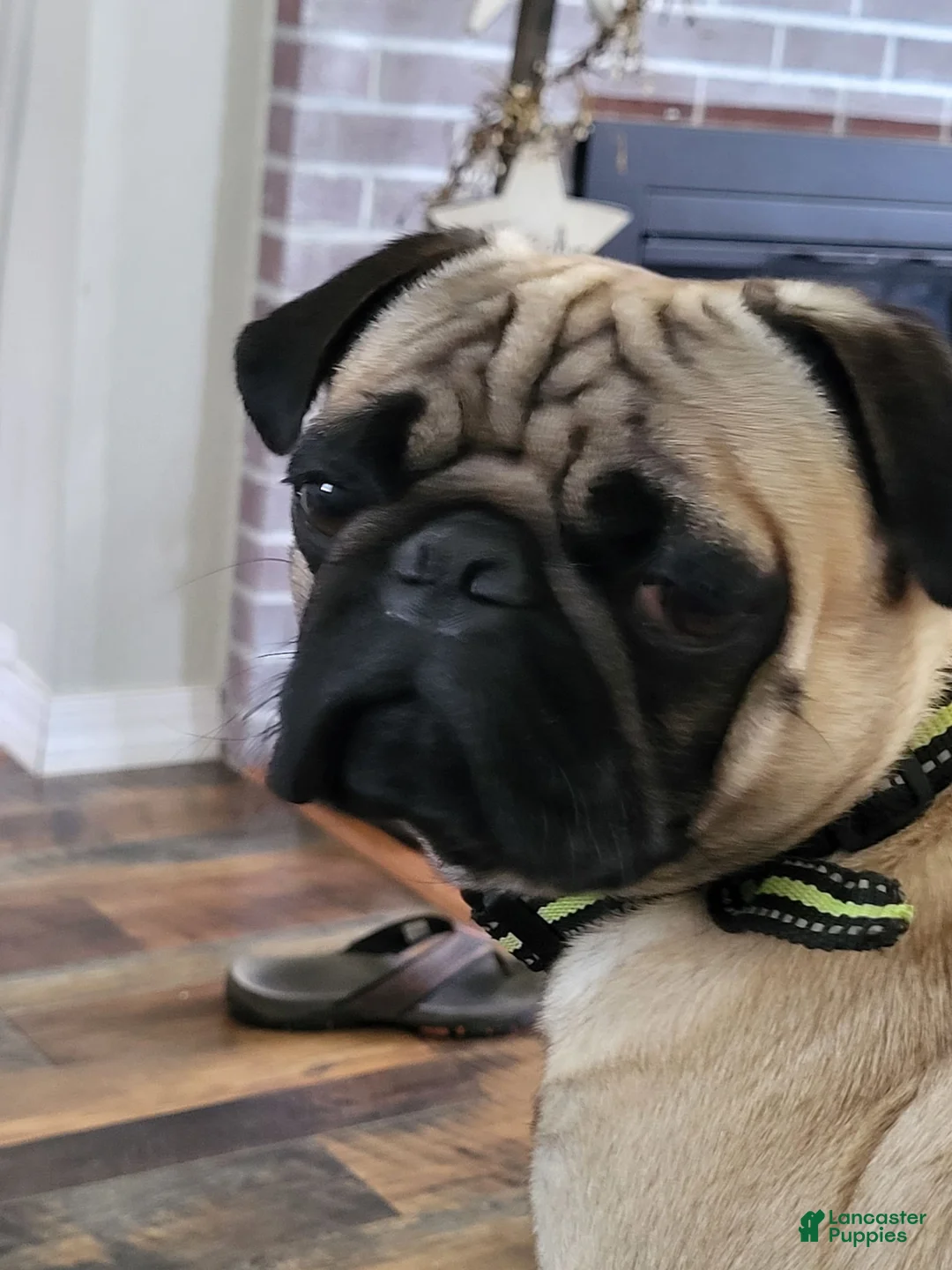 Gallery Image {{count}}