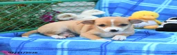 Mixed Breed dogs for sale: Thunder - Ad 4