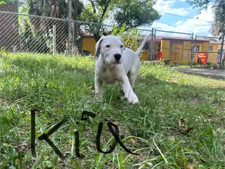 Dogo Argentino dogs Dogo Argentino Kia - Ad 3