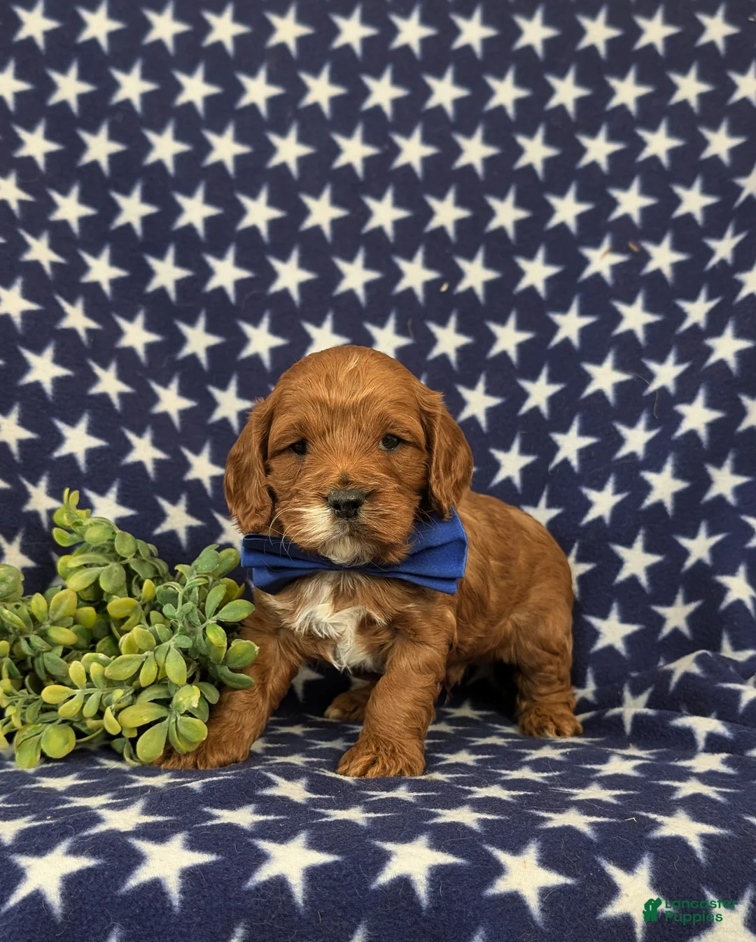 Cockapoo dogs for sale: Douglas - Ad 3