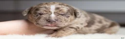 Cane Corso dogs for sale: Candy Coated Heath: North American Mastiff  - Ad 5