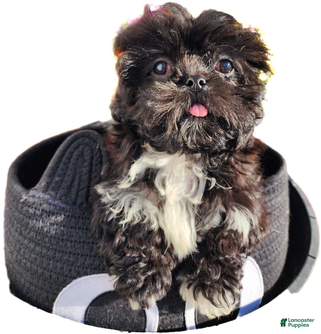 Gallery Image {{count}}