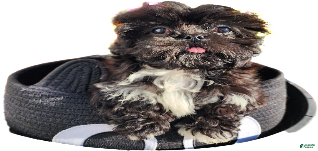 Gallery Image {{count}}