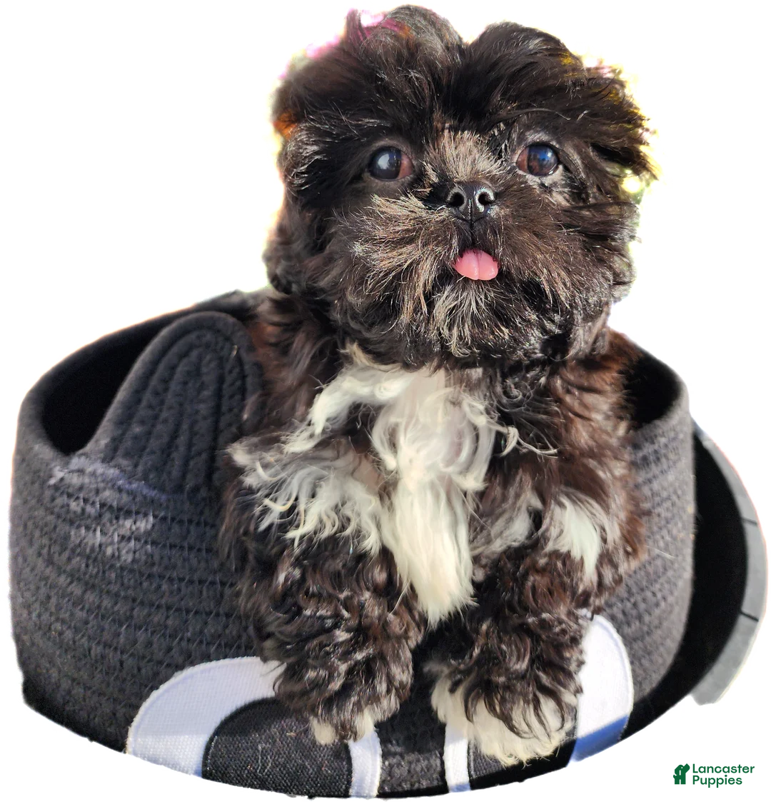 Gallery Image {{count}}