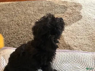 Mixed Breed dogs Mixed Breed Puppy 5 - Ad 22