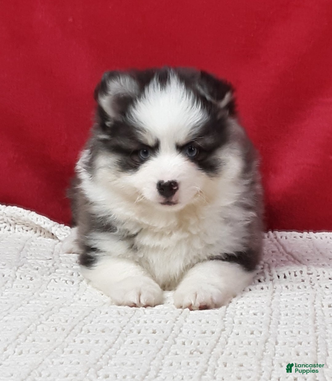 Pomsky dogs for sale: Tucker  - Ad 4