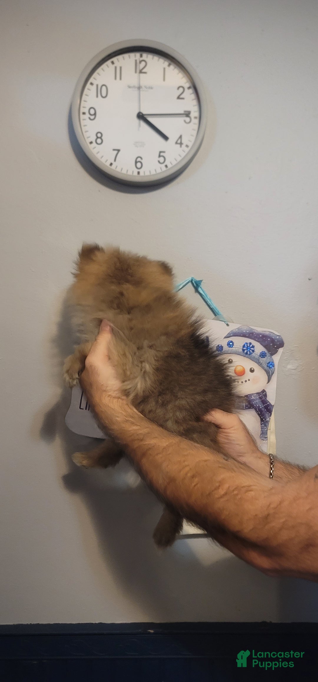 Pomeranian dogs for sale: Paul - Ad 2