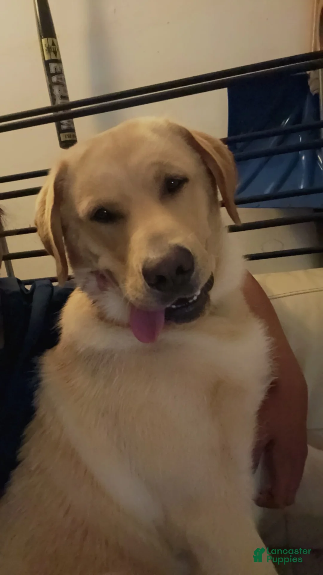 Gallery Image {{count}}