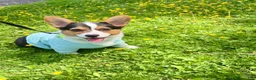 Welsh Corgi Pembroke dogs for sale: Welsh Corgi Pembroke Male - Ad 3