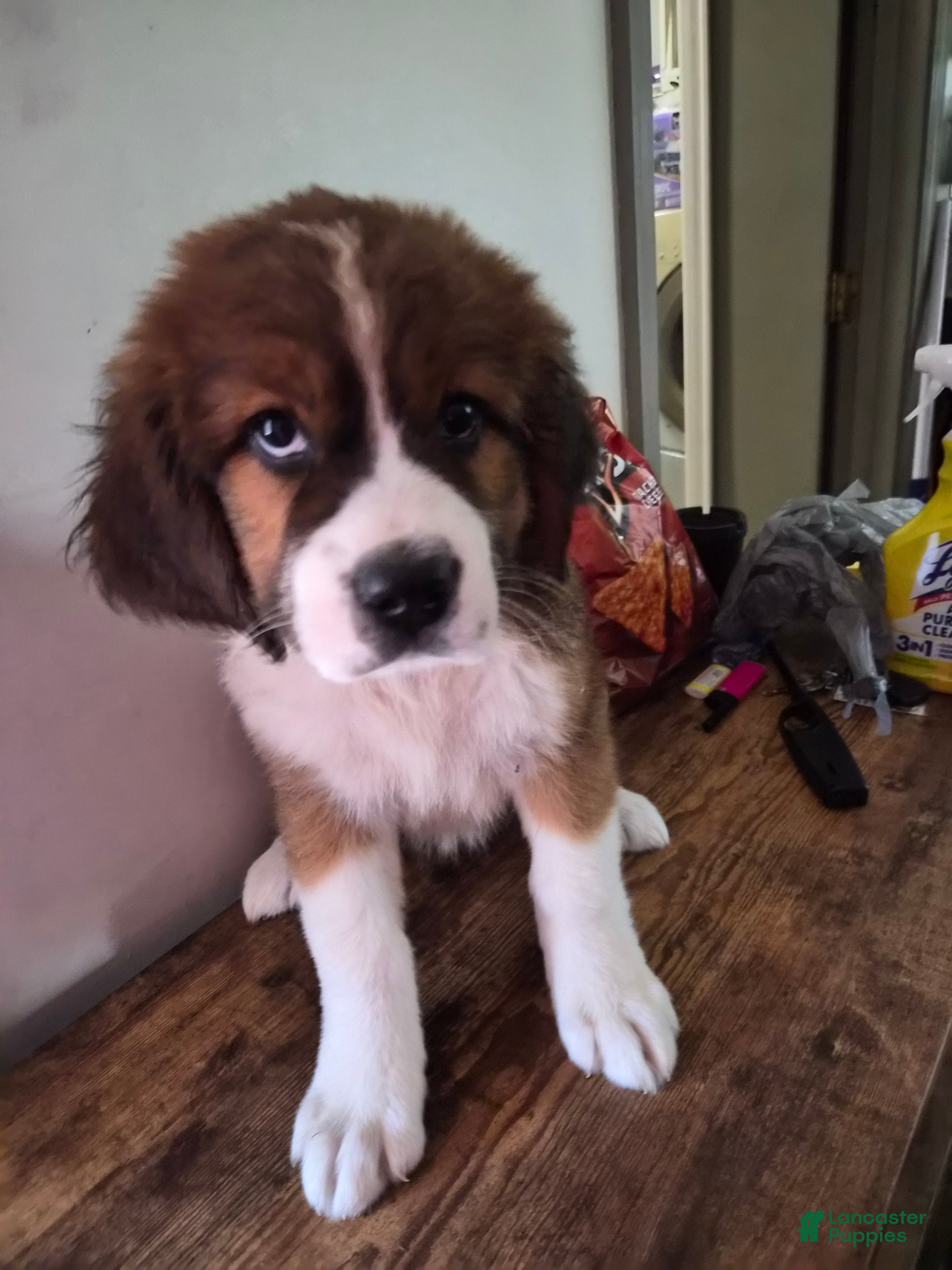 Mixed Breed dogs for sale: Ms Pink 🩷 - Ad 1