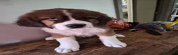 Mixed Breed dogs for sale: Ms Pink 🩷 - Ad 1