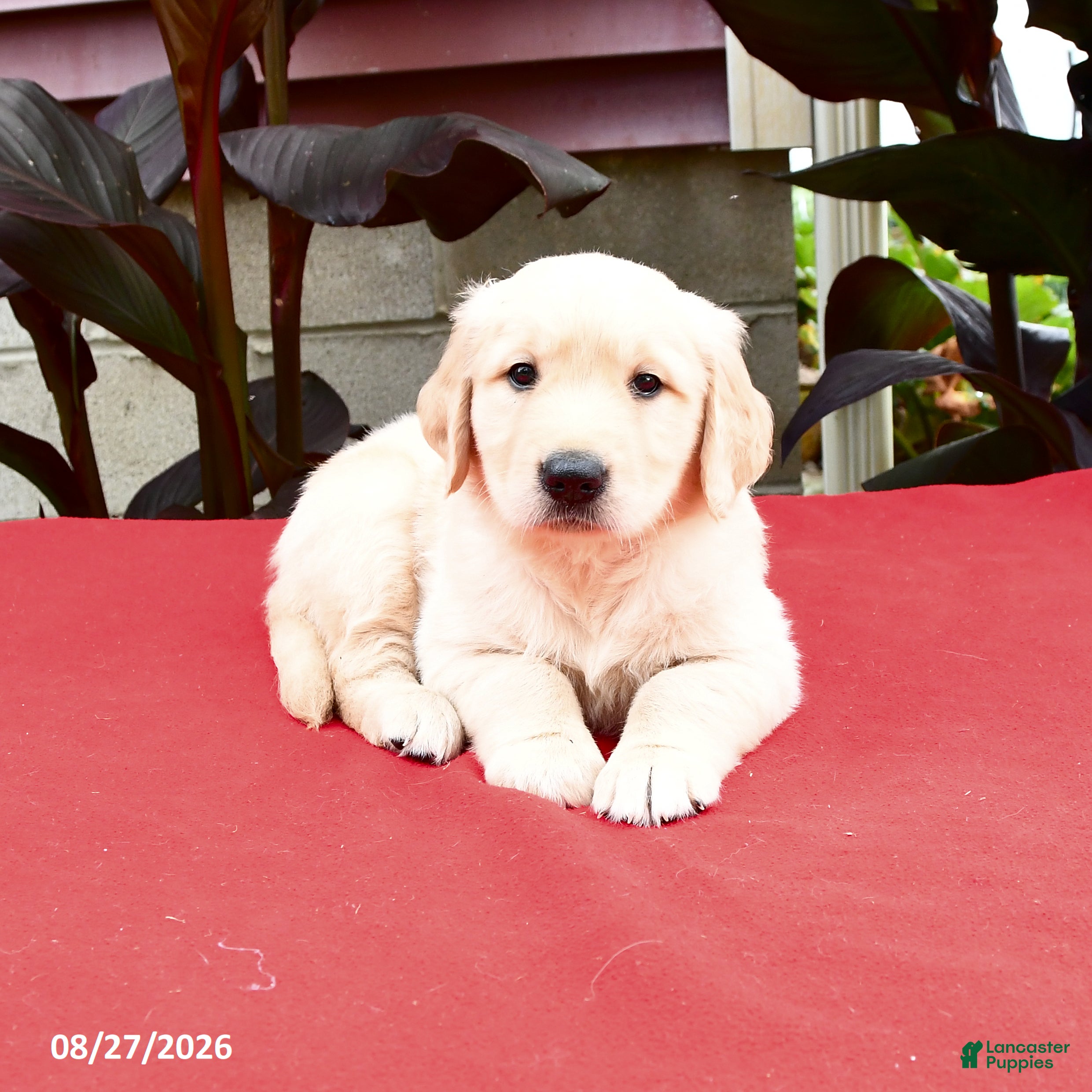 Golden Retriever dogs Cleo - Ad 2