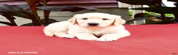 Golden Retriever dogs for sale: Cleo - Ad 2