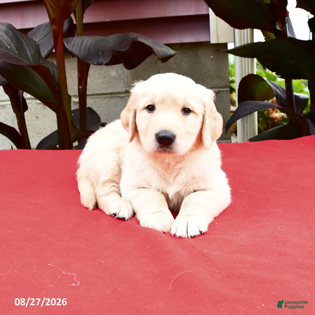 Golden Retriever dogs for sale: Cleo - Ad 2