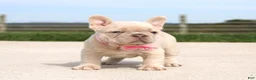 French Bulldog dogs for sale: Miranda - Ad 3