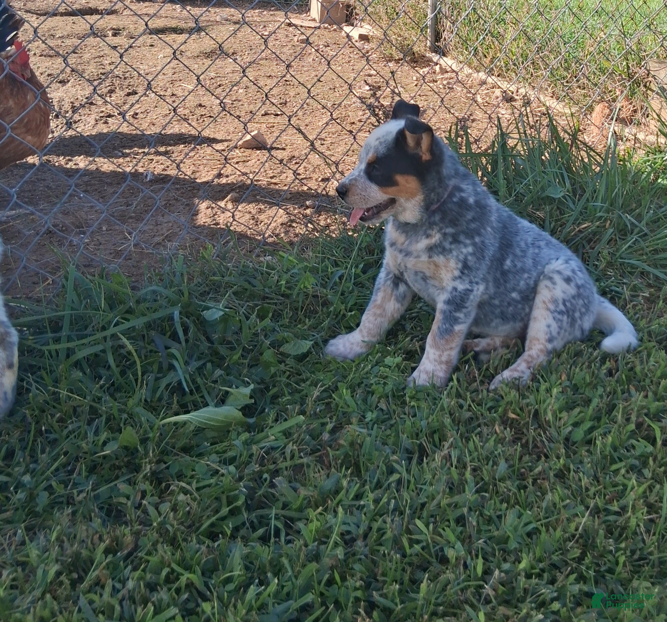 Australian Cattle Dog dogs  AKC Australian Cattle Dog Miss Fudge    - Ad 1