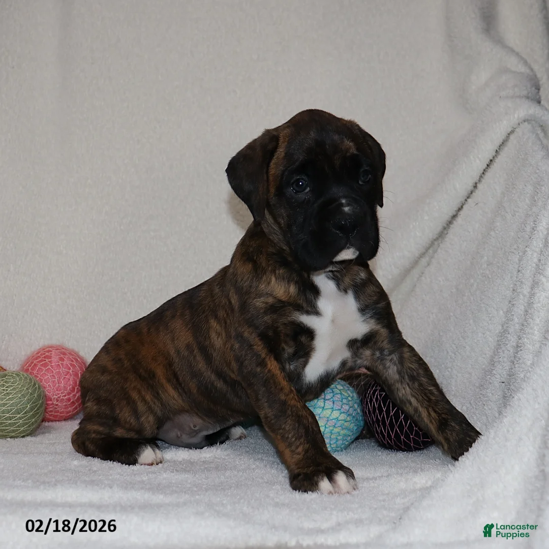 Boxer dogs for sale: Max - Ad 8