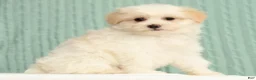 Pomapoo dogs for sale: Pixie - Ad 3