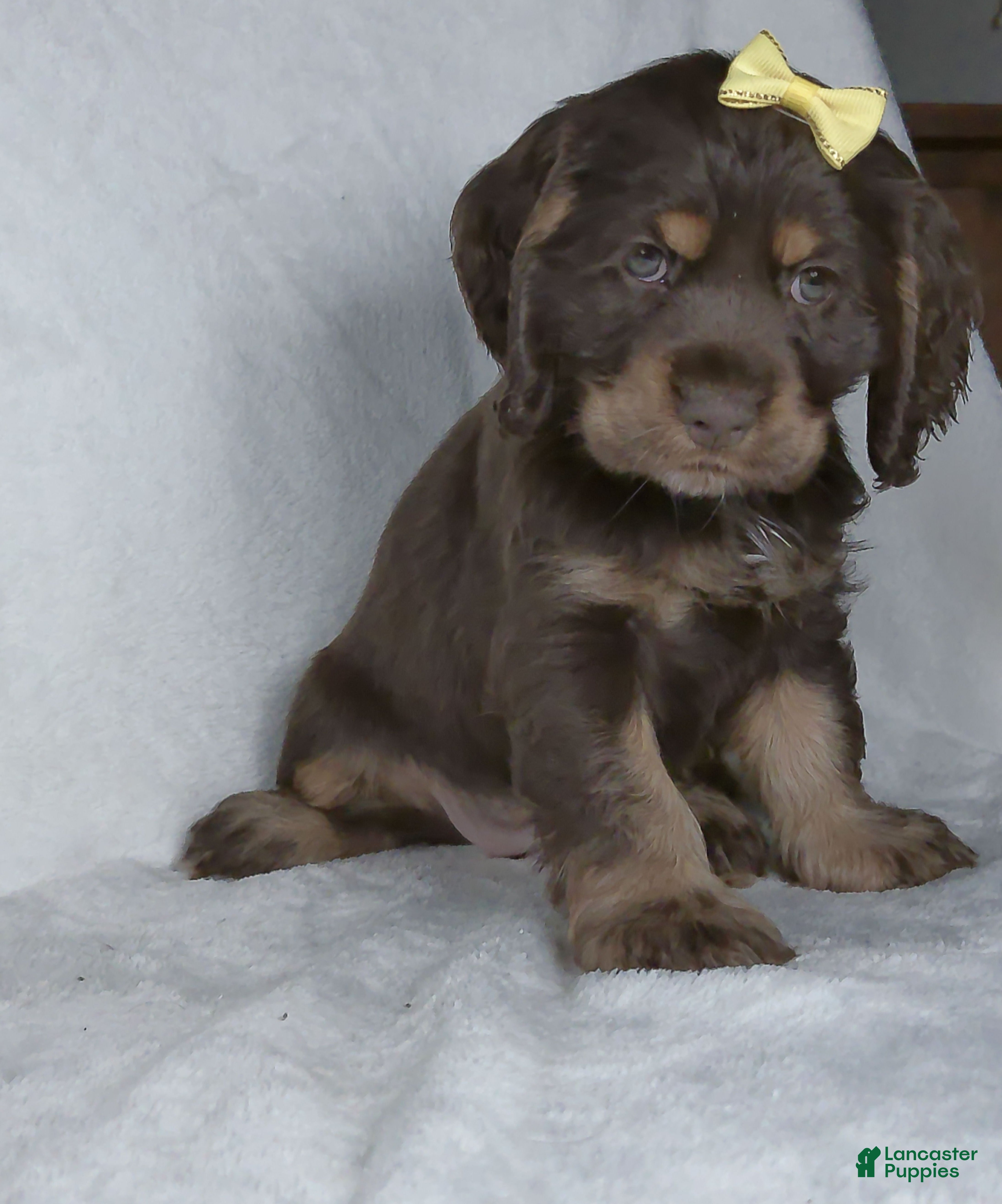 Cocker Spaniel dogs Nova - Ad 1