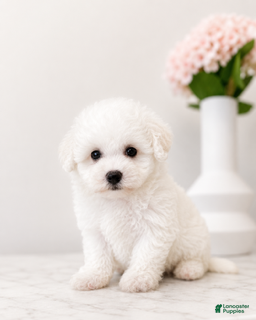 Maltipoo dogs Daisy - Ad 2
