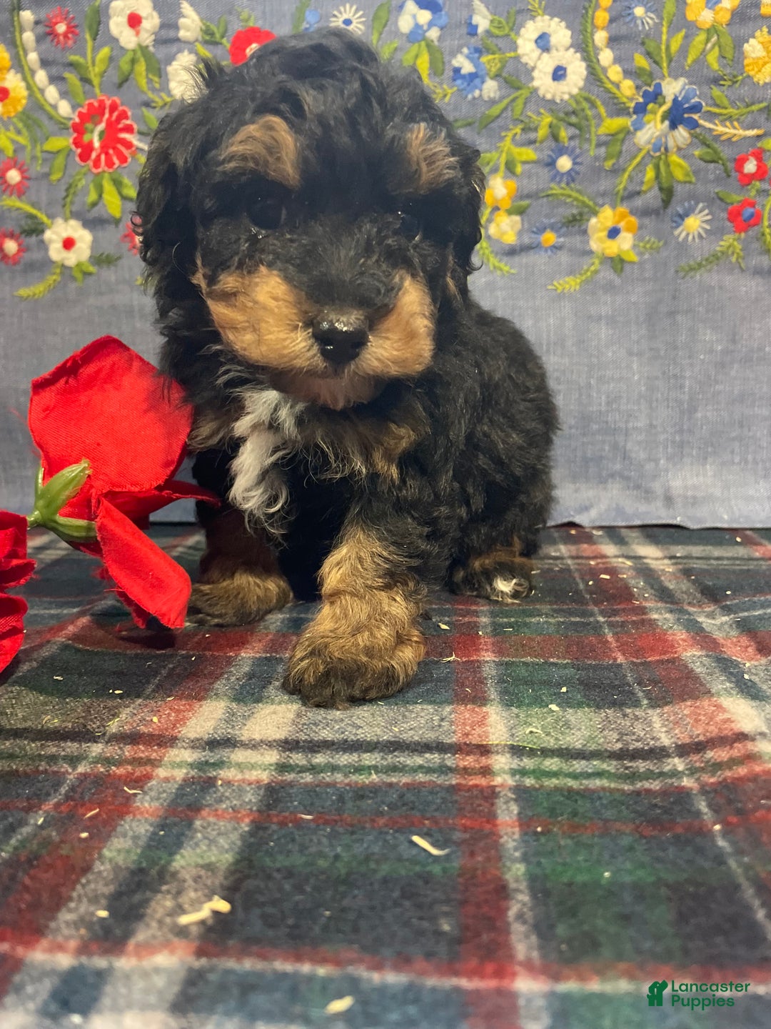 Toy Poodle dogs for sale: Teddy - Ad 2