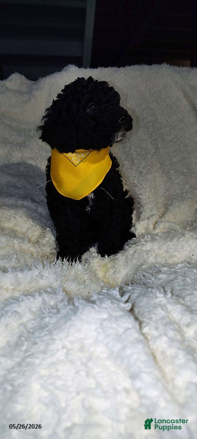 Miniature Poodle dogs Tinker - Ad 1
