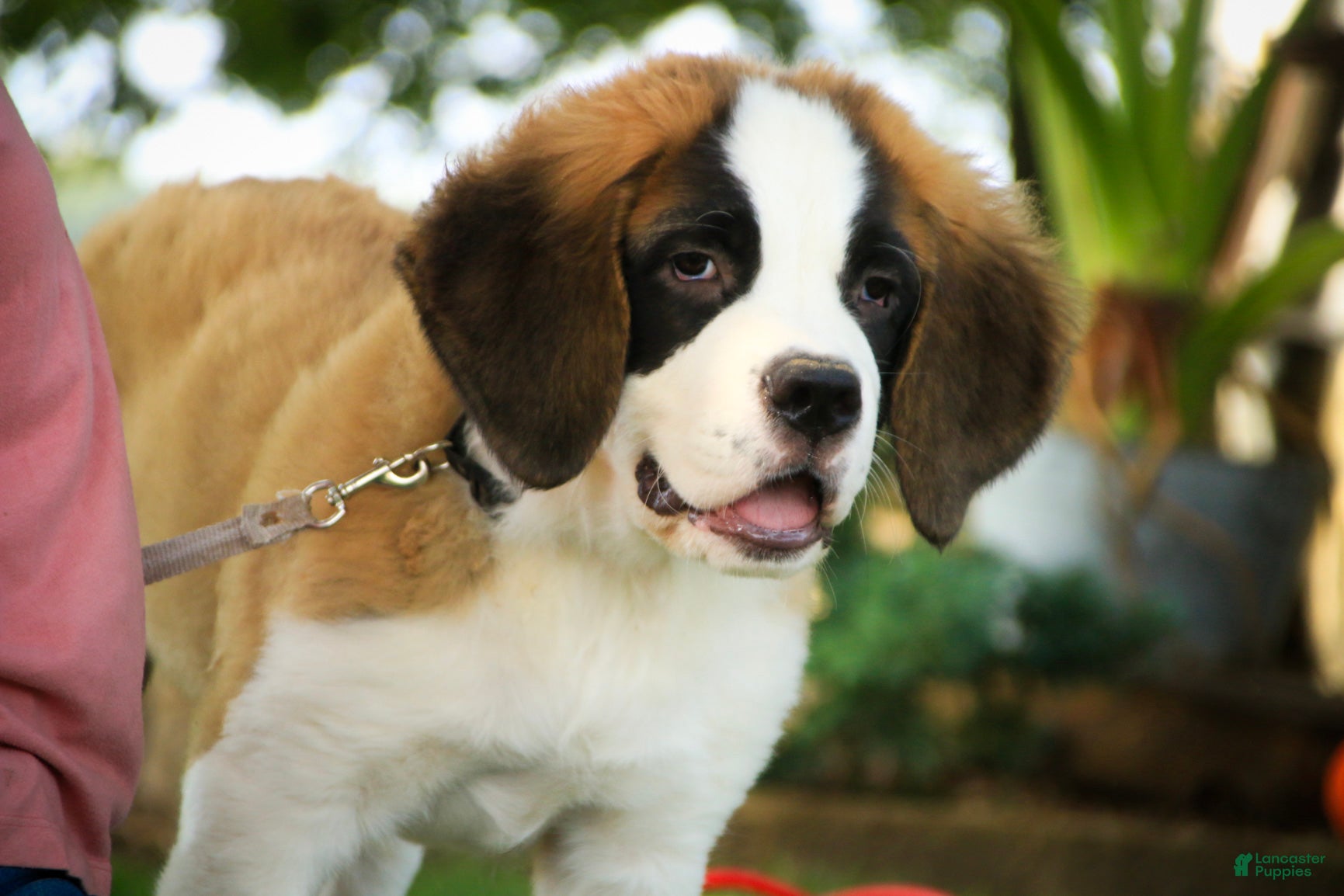 Saint Bernard dogs William Saint Bernard  - Ad 1